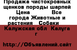 Продажа чистокровных щенков породы шарпей › Цена ­ 8 000 - Все города Животные и растения » Собаки   . Калужская обл.,Калуга г.